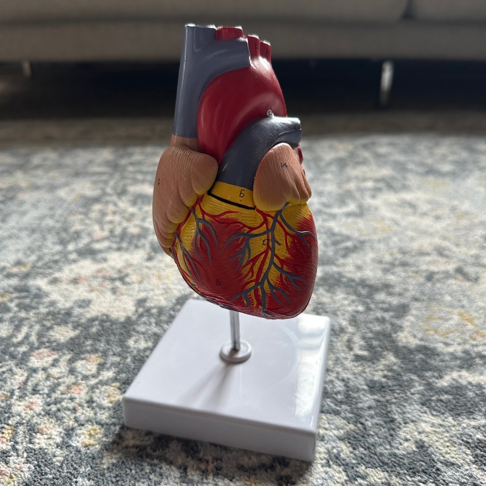 Anatomical Heart Model with Stand
